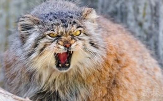 世界上最兇殘的貓 帕拉斯貓具有強烈攻擊性