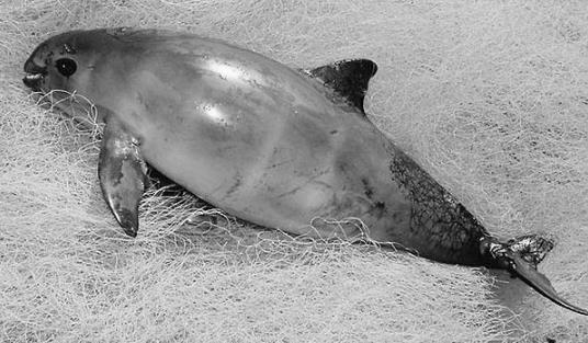 世界上最小的海豚 加灣鼠海豚平均體長(zhǎng)不到1.5米 僅剩30頭