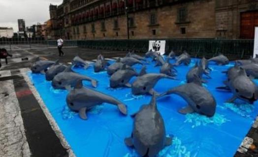 世界上最小的海豚 加灣鼠海豚平均體長(zhǎng)不到1.5米 僅剩30頭