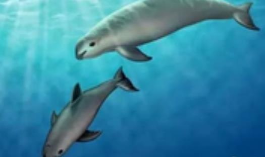 世界上最小的海豚 加灣鼠海豚平均體長(zhǎng)不到1.5米 僅剩30頭