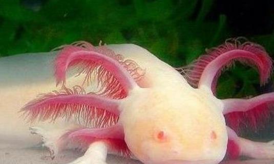 世界上最呆萌的寵物魚 六角龍魚長相呆萌又很漂亮