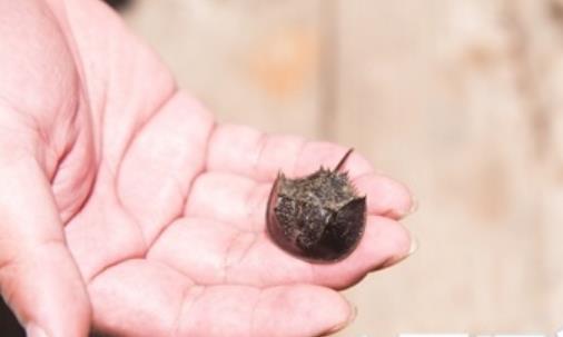 世界最古的甲殼動物 中國鱟生活的歷史已有4億多年