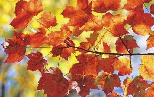世界上最甜的樹 糖槭每升液汁可制成1.1kg的糖漿