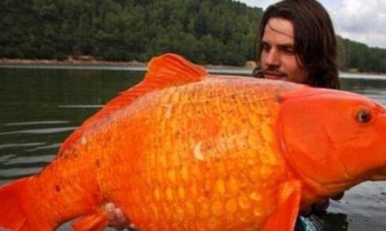 世界上最大的金魚 法國南部湖泊驚現27斤巨型金魚