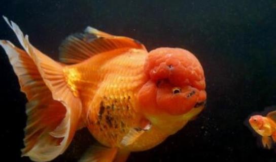 世界上最大的金魚 法國南部湖泊驚現27斤巨型金魚