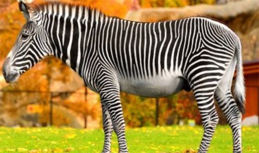 世界最大的斑馬 細斑馬肩高為140—160厘米