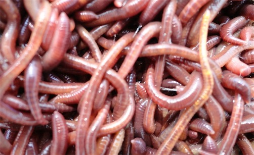 再生能力最強(qiáng)的環(huán)節(jié)動(dòng)物 把蚯蚓切成多段依然能存活