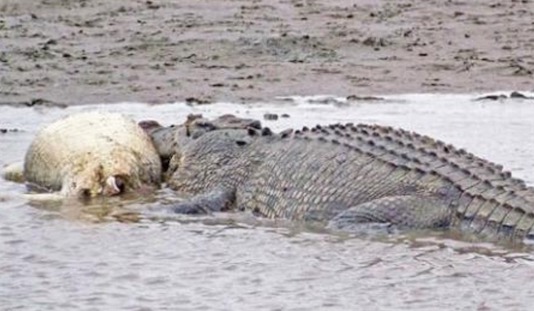 現存世界最大的爬行動物 咸水鱷一般身長4〜5米