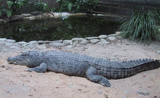 現存世界最大的爬行動物 咸水鱷一般身長4〜5米