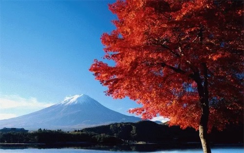世界上最耐鹽堿的樹 紅樹樹干長期浸泡在海水中