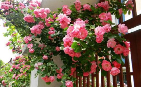 世界最大的薔薇 美國(guó)的亞利桑那州薔薇樹干直徑有1.41米