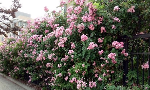 世界最大的薔薇 美國(guó)的亞利桑那州薔薇樹干直徑有1.41米
