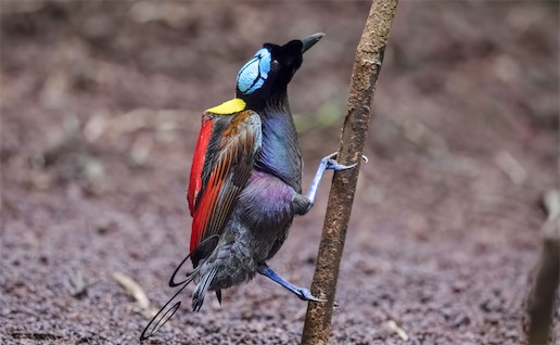 世界上最美的鳥(niǎo) 威氏極樂(lè)鳥(niǎo)的美全世界公認(rèn)