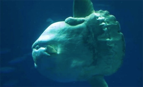 世界上最?lèi)?ài)曬太陽(yáng)的魚(yú) 翻車(chē)魚(yú)喜歡側(cè)躺在海面進(jìn)行日光浴