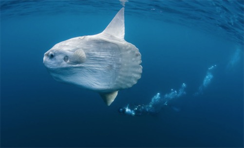 世界上最?lèi)?ài)曬太陽(yáng)的魚(yú) 翻車(chē)魚(yú)喜歡側(cè)躺在海面進(jìn)行日光浴