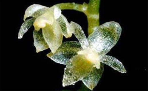 世界上最小的蘭花 科學家發現花瓣2.1毫米的蘭花