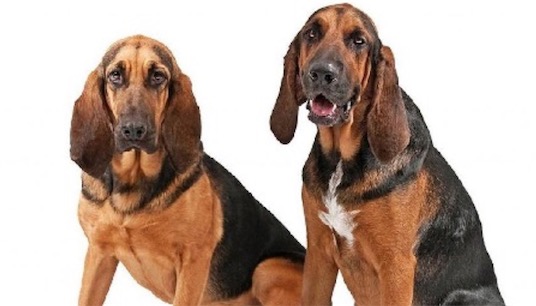 世界上嗅覺最靈敏的狗 尋血獵犬包含3億個氣味細胞