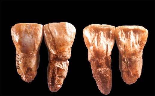 中國境內最早的人類 元謀人源于170萬年前