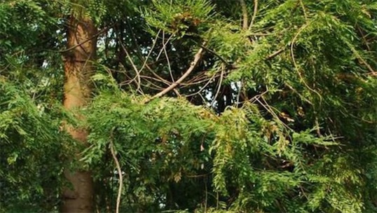 出木材最多的樹(shù) 雞毛松樹(shù)干直徑達(dá)三米