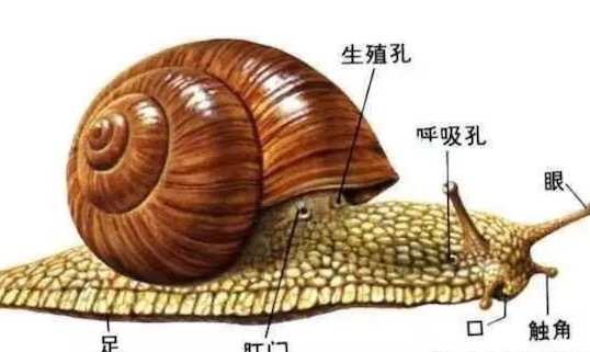 世界上牙齒最多的動(dòng)物 蝸牛有25600顆牙齒