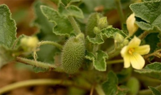 脾氣最暴躁的植物果實 噴瓜又稱“鐵炮瓜”