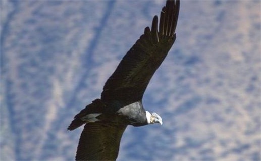 壽命最長的鳥類 安第斯神鷹一般壽命長約50年