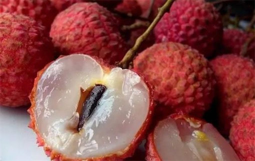 最古老的荔枝樹 名叫“宋家香”的古荔枝樹已有1200多歲