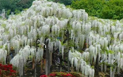 陸地上最長的植物 白藤可達(dá)400—500米