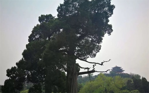 最大的柏樹 “二將軍”柏樹高18.2米