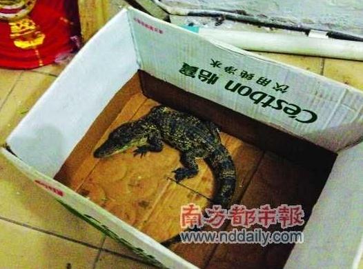 兒童在公園水池逮到兇猛小鱷魚,專家稱性情兇猛或傷人,不要隨意放生兇猛動物