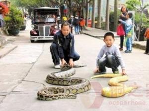 東莞遛蛇哥父子倆當(dāng)街遛蟒蛇寵物引人圍觀