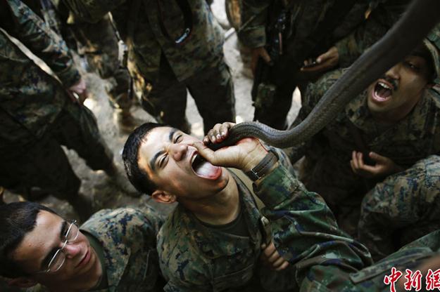 2013“金色眼鏡蛇”聯(lián)合軍演演習,美軍士兵叢林生存訓練生吃眼鏡蛇血組圖
