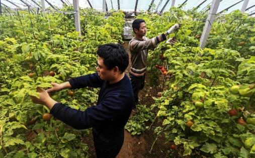 2021貧困戶脫貧還有啥優惠政策?2021年脫貧了會取消低保嗎?