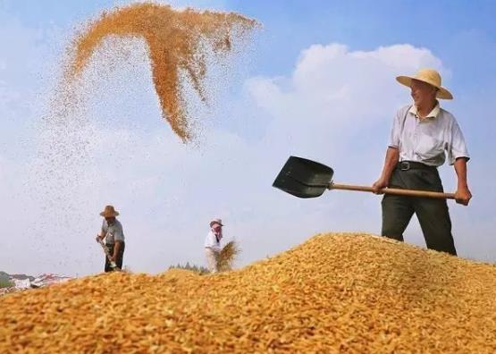 糧食補貼卡是發(fā)到哪個銀行卡上?2021年的糧食補貼是多少