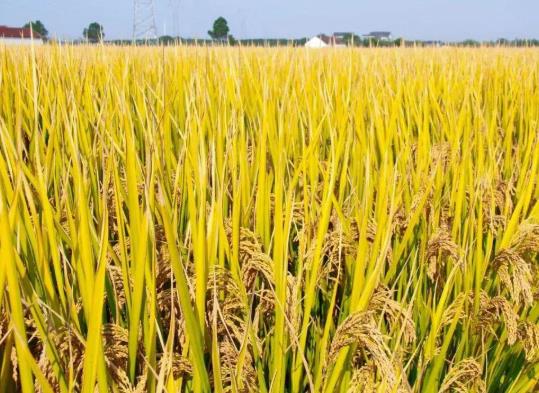 糧食補貼卡是發(fā)到哪個銀行卡上?2021年的糧食補貼是多少