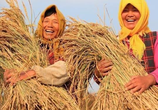 糧食補貼卡是發(fā)到哪個銀行卡上?2021年的糧食補貼是多少