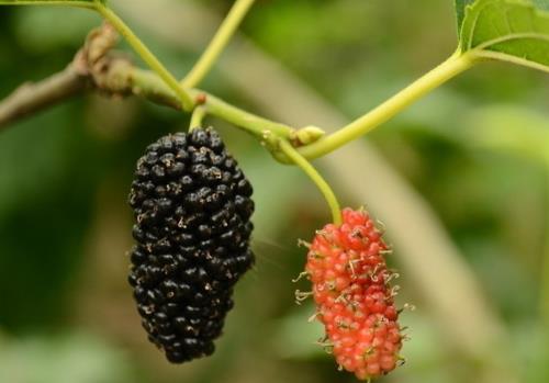 a(b)IʳЩŮճ؂ķNB(yng)Iˮ