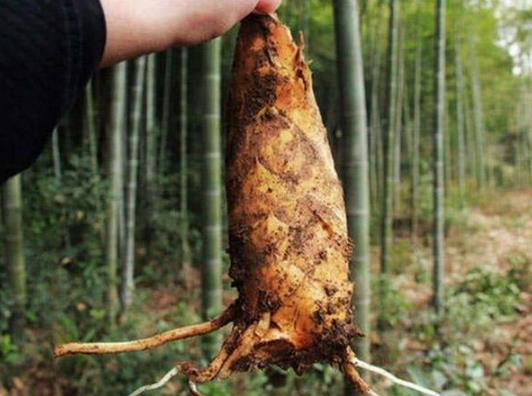 怎樣剝冬筍的皮?冬筍為什么澀口