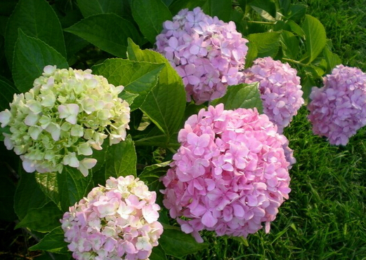 家里有孕婦能養繡球花嗎?繡球花有毒嗎?