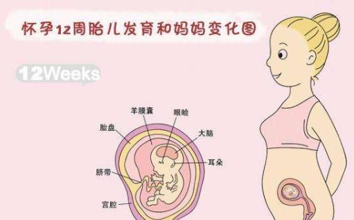 懷孕三個月肚子多大 懷孕三個月的生理特征
