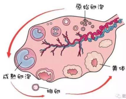 武漢送子鳥醫院真的靠譜嗎 誠信對待每一位患者