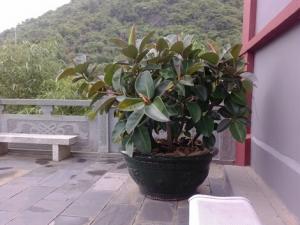 家里有寶寶能養(yǎng)橡皮樹(shù)嗎？橡皮樹(shù)有毒嗎？