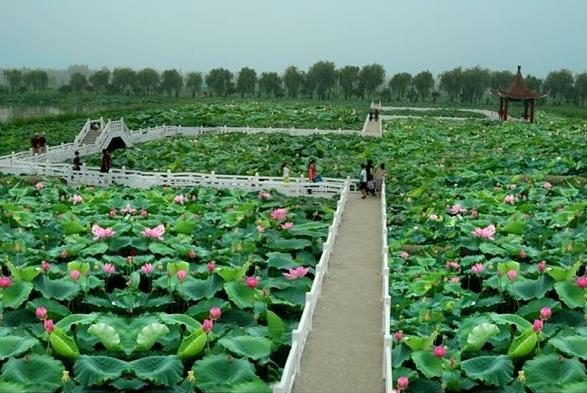 2018年金湖荷花節是什么時候舉辦?金湖荷花節簡介及由來
