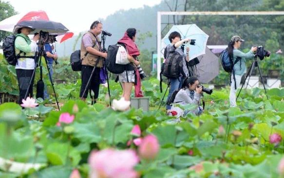 2018年金湖荷花節是什么時候舉辦?金湖荷花節簡介及由來