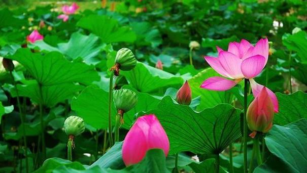 2018年金湖荷花節是什么時候舉辦?金湖荷花節簡介及由來