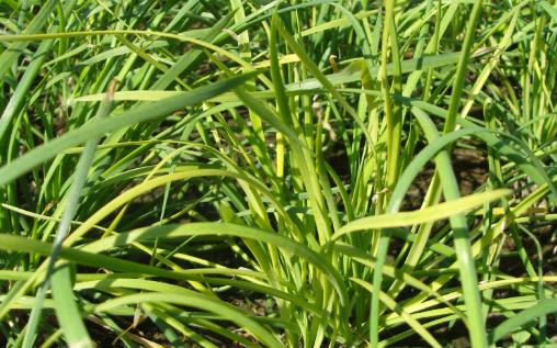 韭菜種植時(shí)間是什么時(shí)候?韭菜最佳種植時(shí)間