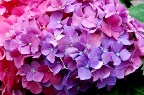 繡球花開(kāi)花時(shí)間是什么時(shí)候 繡球花開(kāi)花季節(jié)