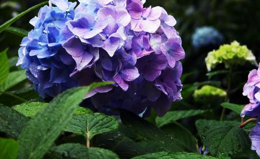 繡球花開(kāi)花時(shí)間是什么時(shí)候 繡球花開(kāi)花季節(jié)