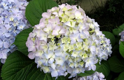 繡球花開(kāi)花時(shí)間是什么時(shí)候 繡球花開(kāi)花季節(jié)