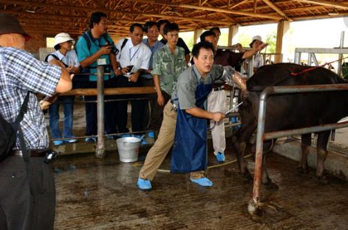 給牛人工授精最佳時間 給牛人工授精最佳時間如何掌握